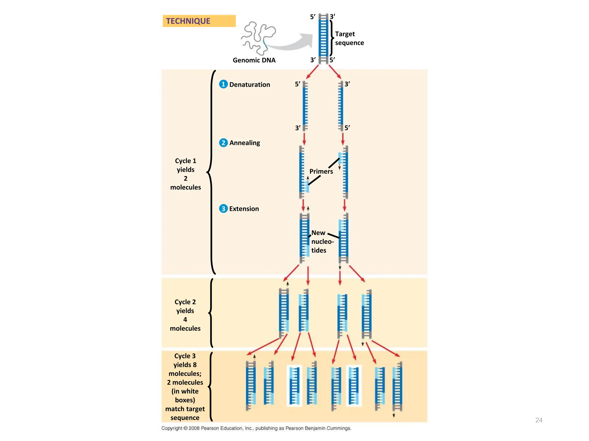 24
5
Genomic DNA
TECHNIQUE
Cycle 1
yields
2
molecules
Denaturation
Annealing
Extension
Cycle 2
yields
4
molecules
Cycle 3
yields 8
molecules;
2 molecules
(in white
boxes)
match target
sequence
Target
sequence
Primers
New
nucleo-
tides
3
3
3
3
5
5
5
1
2
3
 