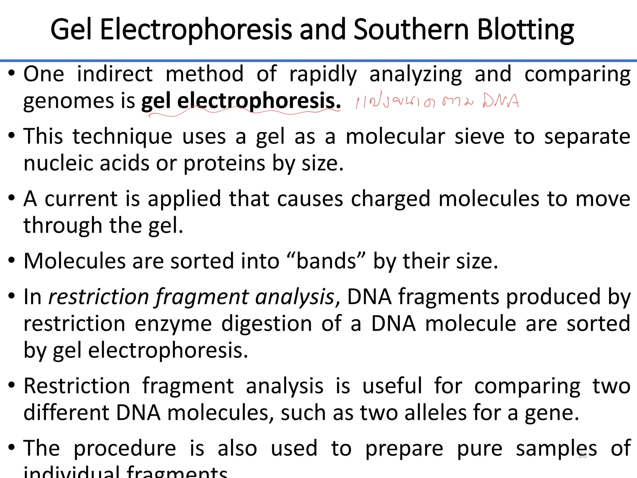 Gel Electrophoresis and Southern Blotting
• One indirect method of rapidly analyzing and comparing
genomes is gel electrophoresis.
• This technique uses a gel as a molecular sieve to separate
nucleic acids or proteins by size.
• A current is applied that causes charged molecules to move
through the gel.
• Molecules are sorted into “bands” by their size.
• In restriction fragment analysis, DNA fragments produced by
restriction enzyme digestion of a DNA molecule are sorted
by gel electrophoresis.
• Restriction fragment analysis is useful for comparing two
different DNA molecules, such as two alleles for a gene.
• The procedure is also used to prepare pure samples of
26
 
