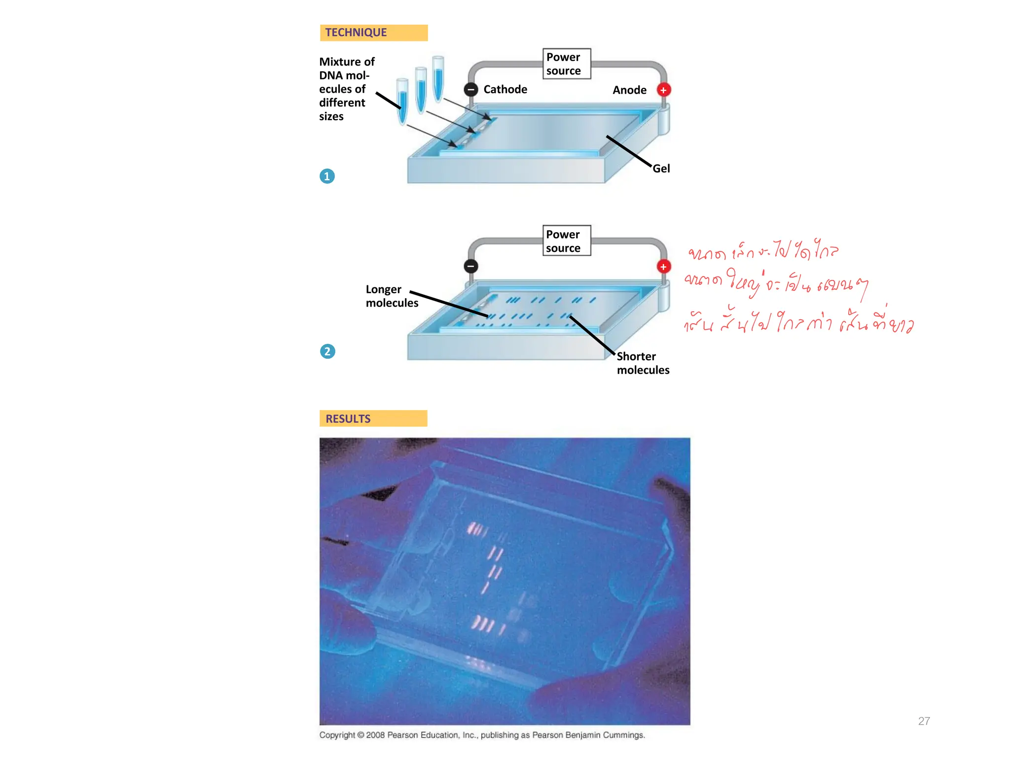 27
Mixture of
DNA mol-
ecules of
different
sizes
Power
source
Power
source
Longer
molecules
Shorter
molecules
Gel
Anode
Cathode
TECHNIQUE
RESULTS
1
2
+
+
–
–
 