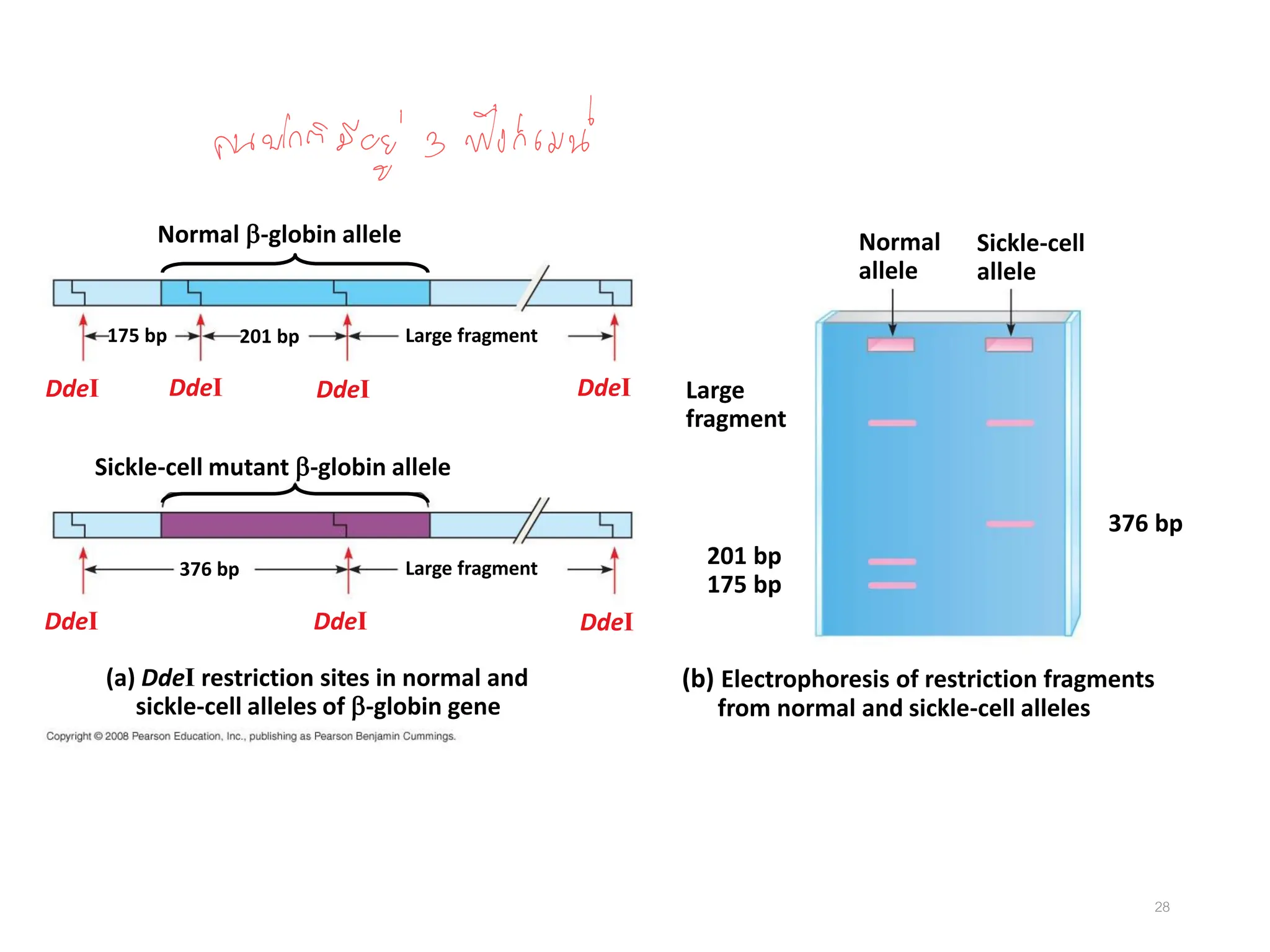 28
Normal
allele
Sickle-cell
allele
Large
fragment
(b) Electrophoresis of restriction fragments
from normal and sickle-cell alleles
201 bp
175 bp
376 bp
(a) DdeI restriction sites in normal and
sickle-cell alleles of -globin gene
Normal -globin allele
Sickle-cell mutant -globin allele
DdeI
Large fragment
Large fragment
376 bp
201 bp
175 bp
DdeI
DdeI
DdeI DdeI DdeI DdeI
 