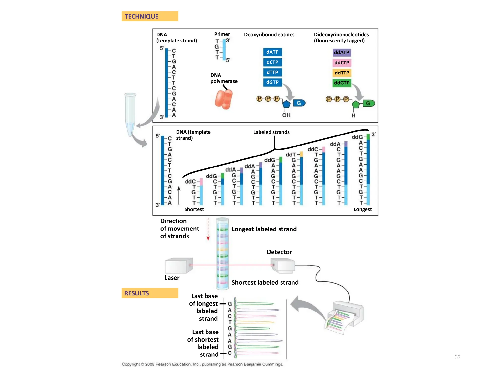 32
DNA
(template strand)
TECHNIQUE
RESULTS
DNA (template
strand)
DNA
polymerase
Primer Deoxyribonucleotides
Shortest
Dideoxyribonucleotides
(fluorescently tagged)
Labeled strands
Longest
Shortest labeled strand
Longest labeled strand
Laser
Direction
of movement
of strands
Detector
Last base
of longest
labeled
strand
Last base
of shortest
labeled
strand
dATP
dCTP
dTTP
dGTP
ddATP
ddCTP
ddTTP
ddGTP
 