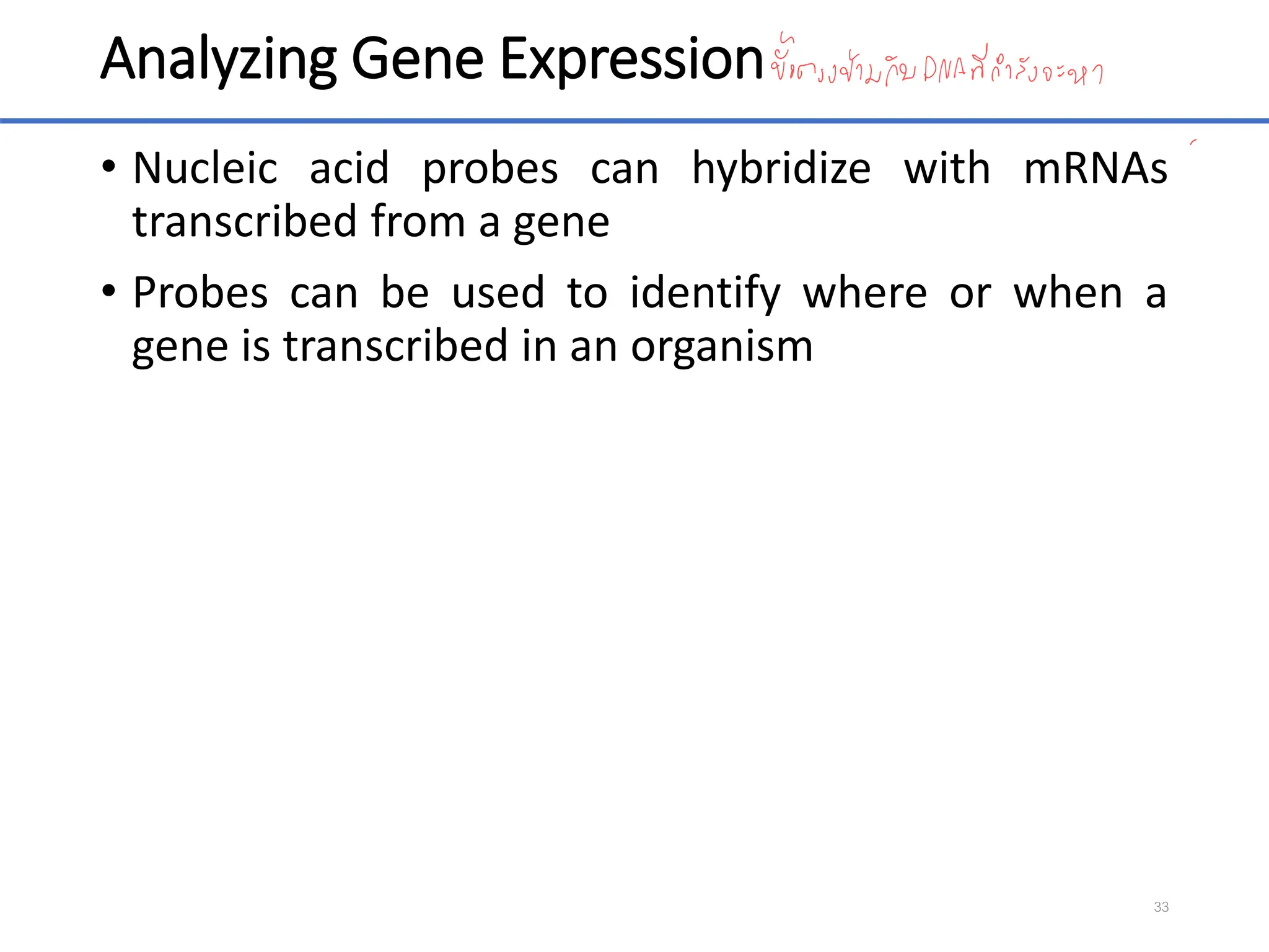 Analyzing Gene Expression
• Nucleic acid probes can hybridize with mRNAs
transcribed from a gene
• Probes can be used to identify where or when a
gene is transcribed in an organism
33
 