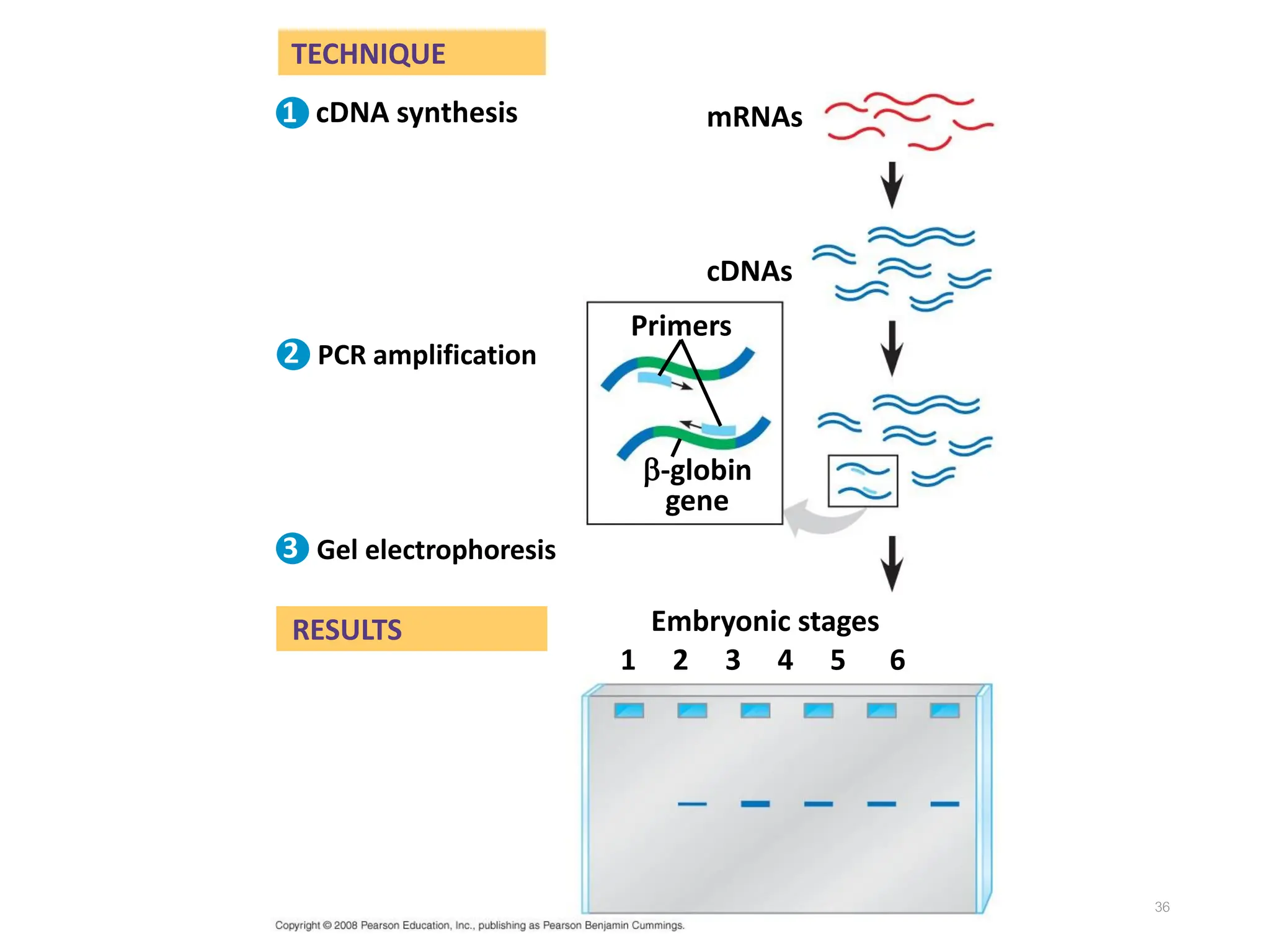 36
TECHNIQUE
RESULTS
Gel electrophoresis
cDNAs
-globin
gene
PCR amplification
Embryonic stages
Primers
1 2 3 4 5 6
mRNAs
cDNA synthesis
1
2
3
 
