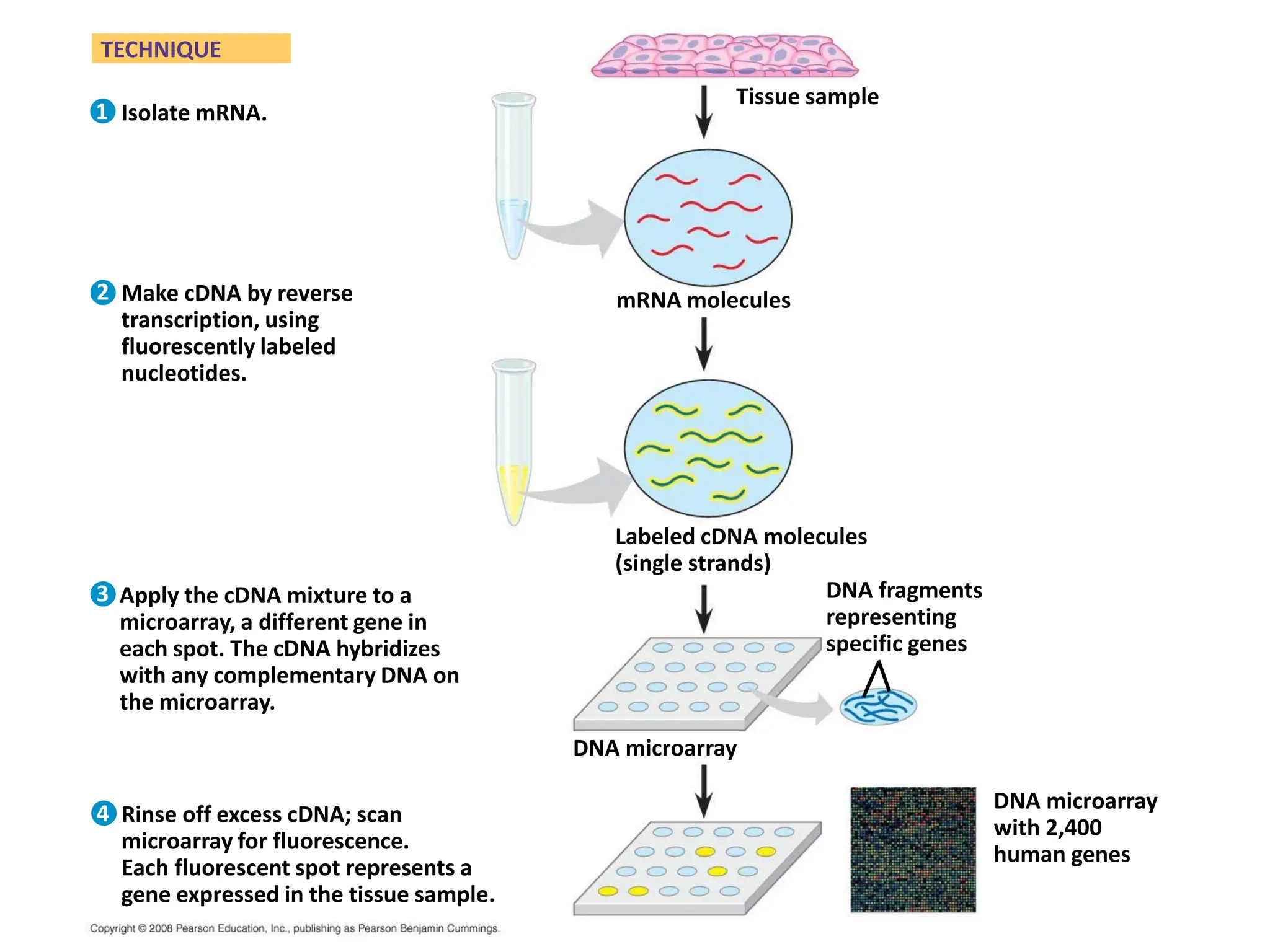 39
TECHNIQUE
Isolate mRNA.
Make cDNA by reverse
transcription, using
fluorescently labeled
nucleotides.
Apply the cDNA mixture to a
microarray, a different gene in
each spot. The cDNA hybridizes
with any complementary DNA on
the microarray.
Rinse off excess cDNA; scan
microarray for fluorescence.
Each fluorescent spot represents a
gene expressed in the tissue sample.
Tissue sample
mRNA molecules
Labeled cDNA molecules
(single strands)
DNA fragments
representing
specific genes
DNA microarray
with 2,400
human genes
DNA microarray
1
2
3
4
 