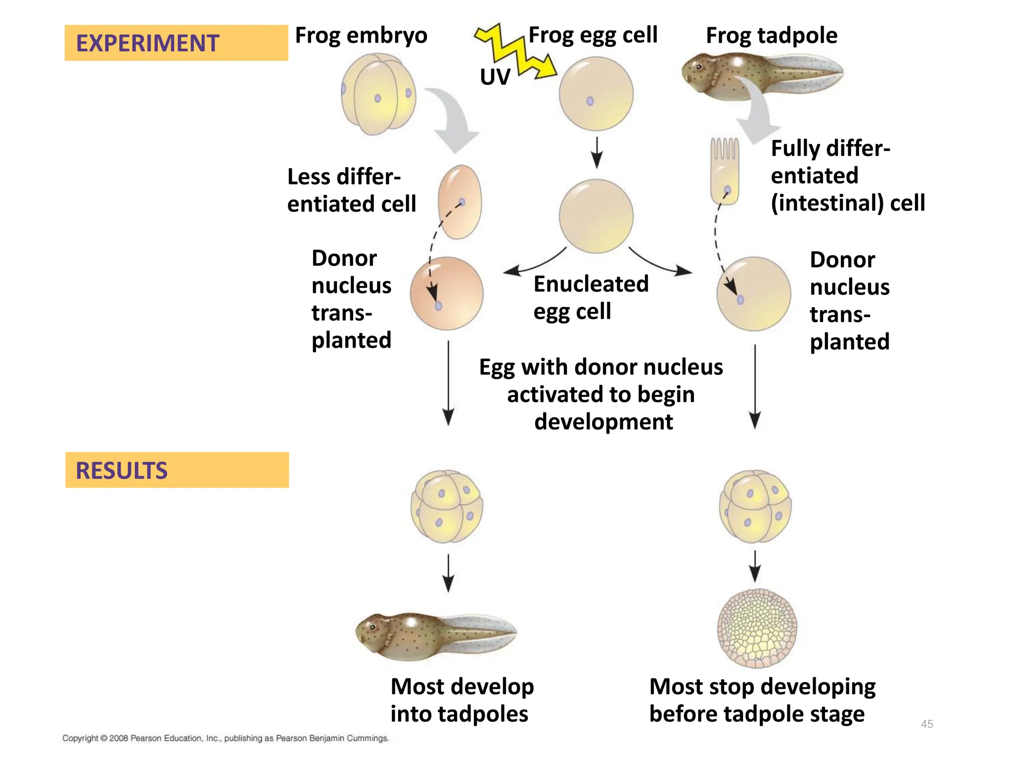 EXPERIMENT
Less differ-
entiated cell
RESULTS
Frog embryo Frog egg cell
UV
Donor
nucleus
trans-
planted
Frog tadpole
Enucleated
egg cell
Egg with donor nucleus
activated to begin
development
Fully differ-
entiated
(intestinal) cell
Donor
nucleus
trans-
planted
Most develop
into tadpoles
Most stop developing
before tadpole stage 45
 