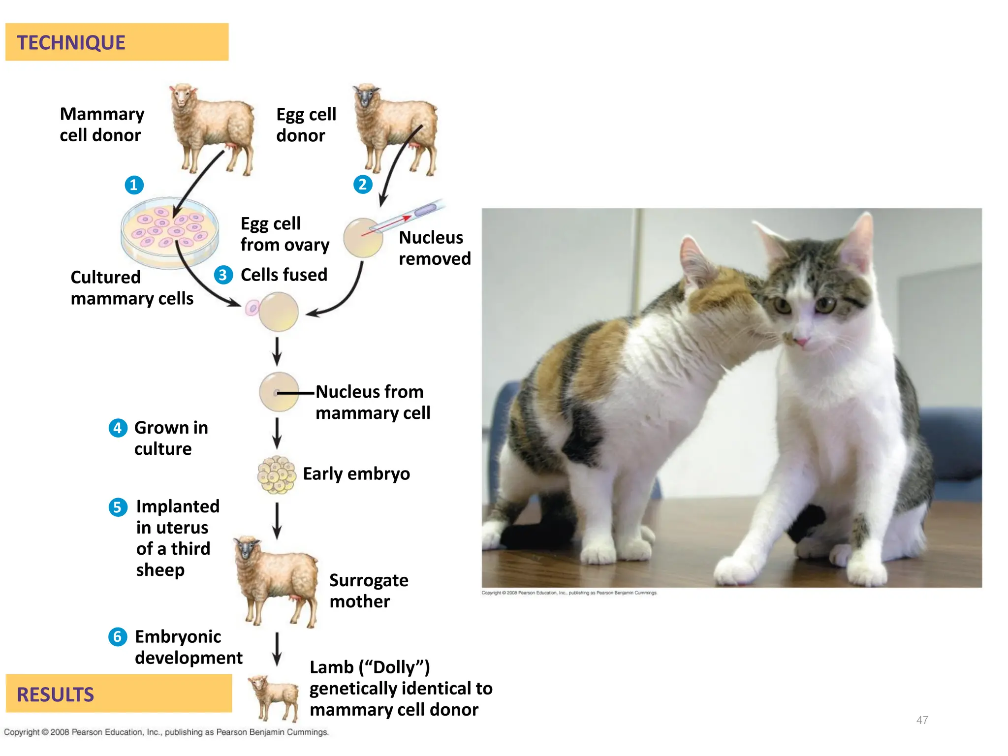 47
TECHNIQUE
Mammary
cell donor
RESULTS
Surrogate
mother
Nucleus from
mammary cell
Cultured
mammary cells
Implanted
in uterus
of a third
sheep
Early embryo
Nucleus
removed
Egg cell
donor
Embryonic
development Lamb (“Dolly”)
genetically identical to
mammary cell donor
Egg cell
from ovary
Cells fused
Grown in
culture
1
3
3
4
5
6
2
 