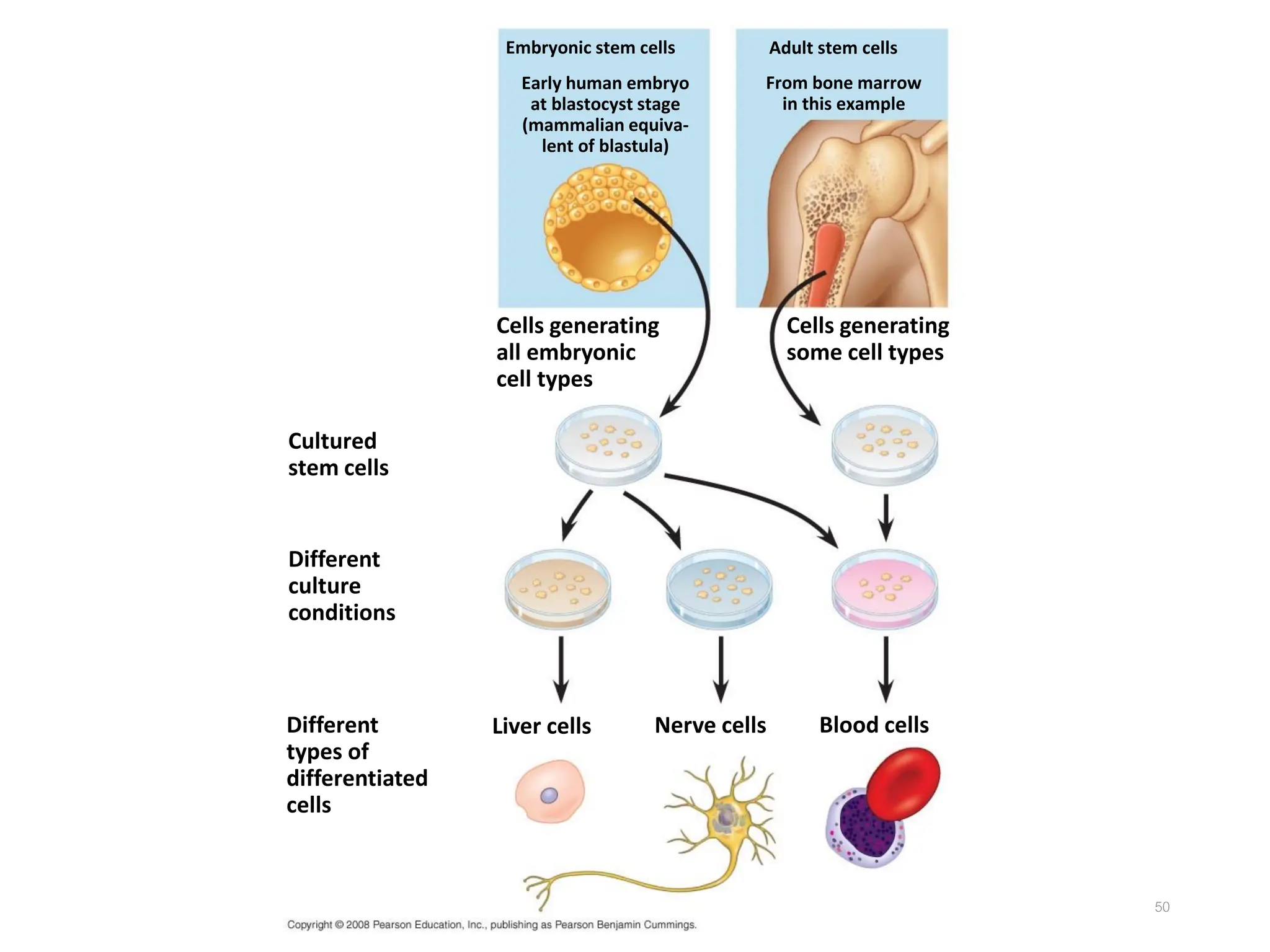 50
Cultured
stem cells
Early human embryo
at blastocyst stage
(mammalian equiva-
lent of blastula)
Different
culture
conditions
Different
types of
differentiated
cells
Blood cells
Nerve cells
Liver cells
Cells generating
all embryonic
cell types
Adult stem cells
Cells generating
some cell types
Embryonic stem cells
From bone marrow
in this example
 