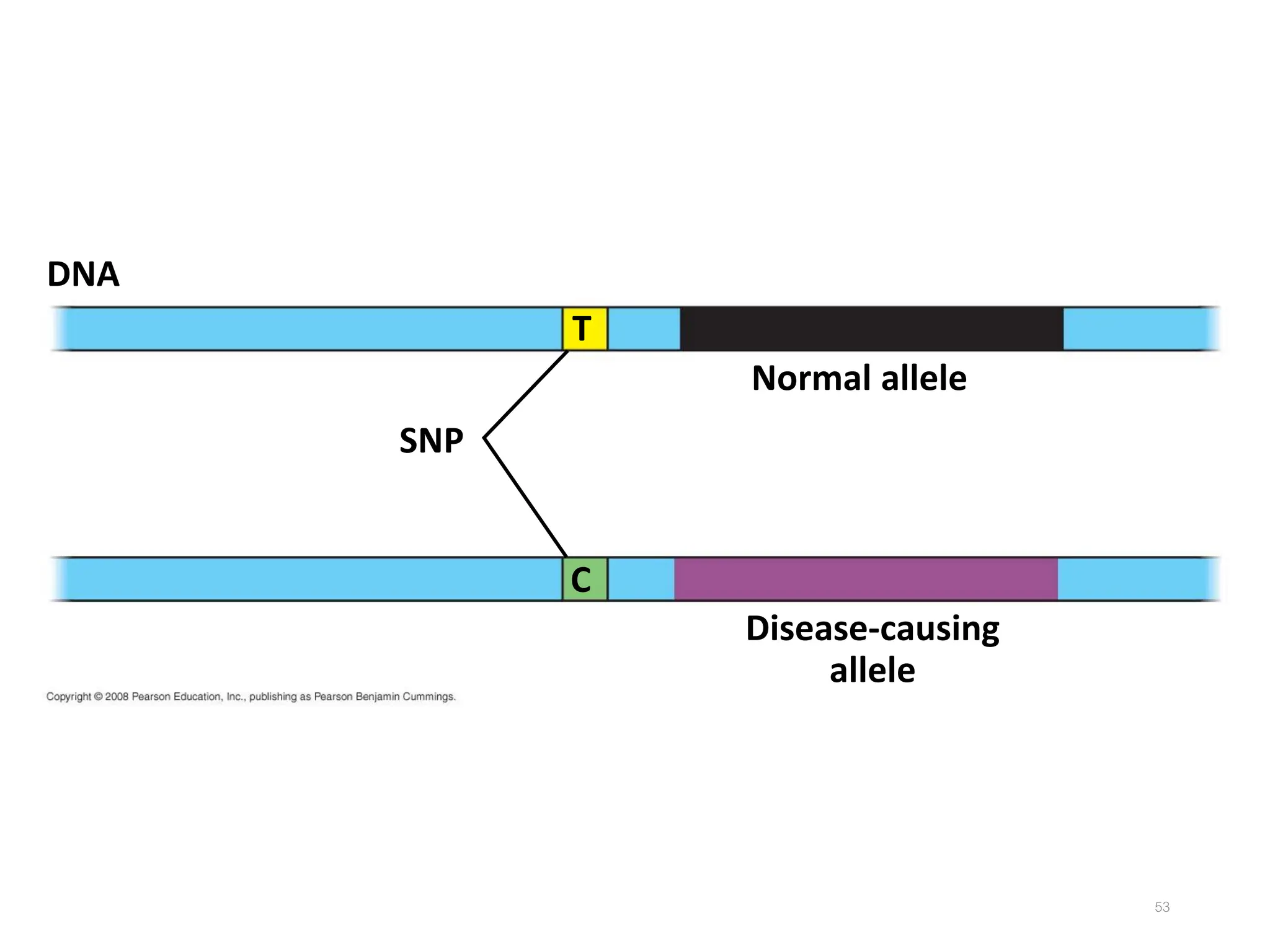 53
Disease-causing
allele
DNA
SNP
Normal allele
T
C
 