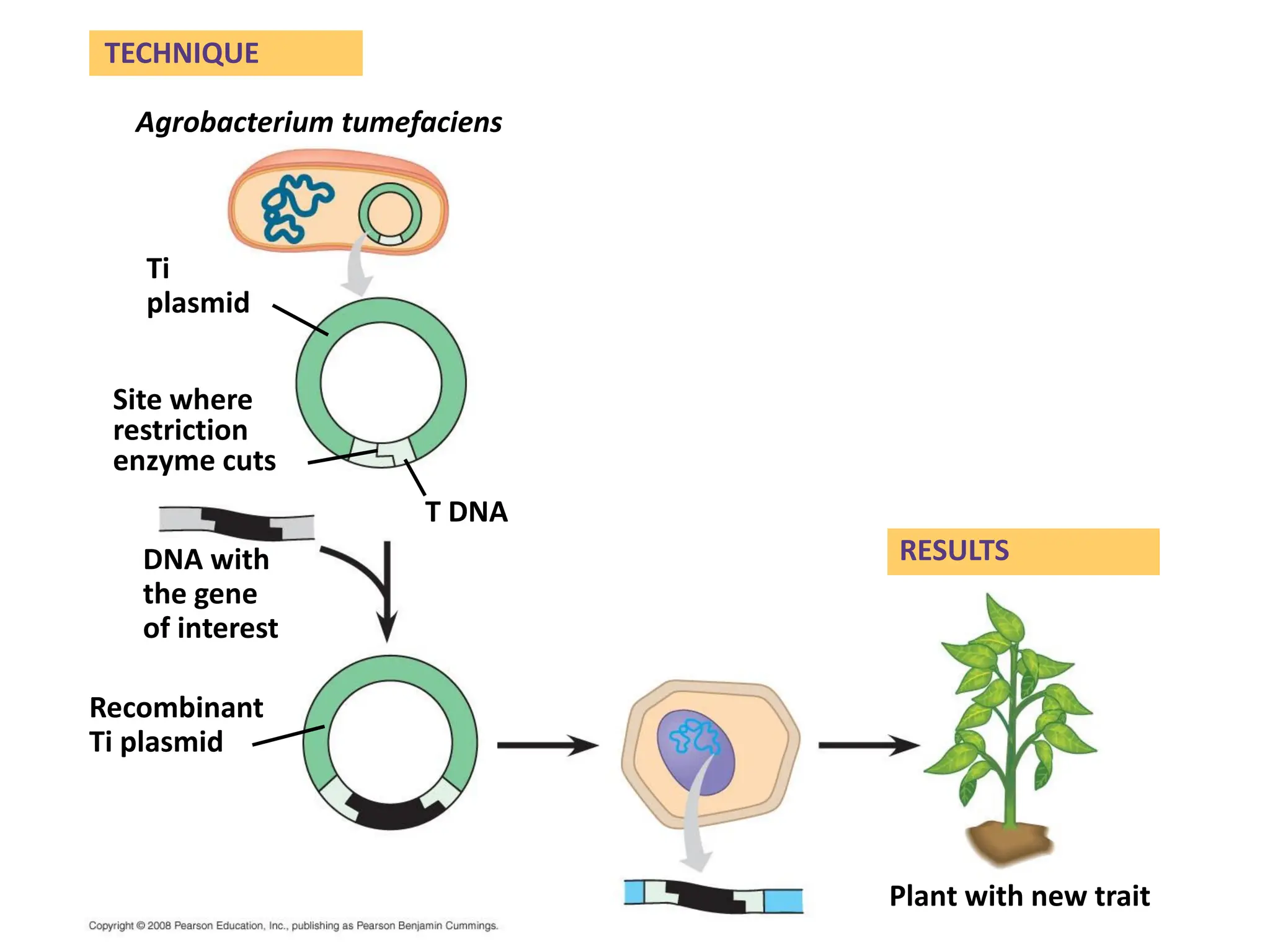 63
Site where
restriction
enzyme cuts
T DNA
Plant with new trait
Ti
plasmid
Agrobacterium tumefaciens
DNA with
the gene
of interest
Recombinant
Ti plasmid
TECHNIQUE
RESULTS
 