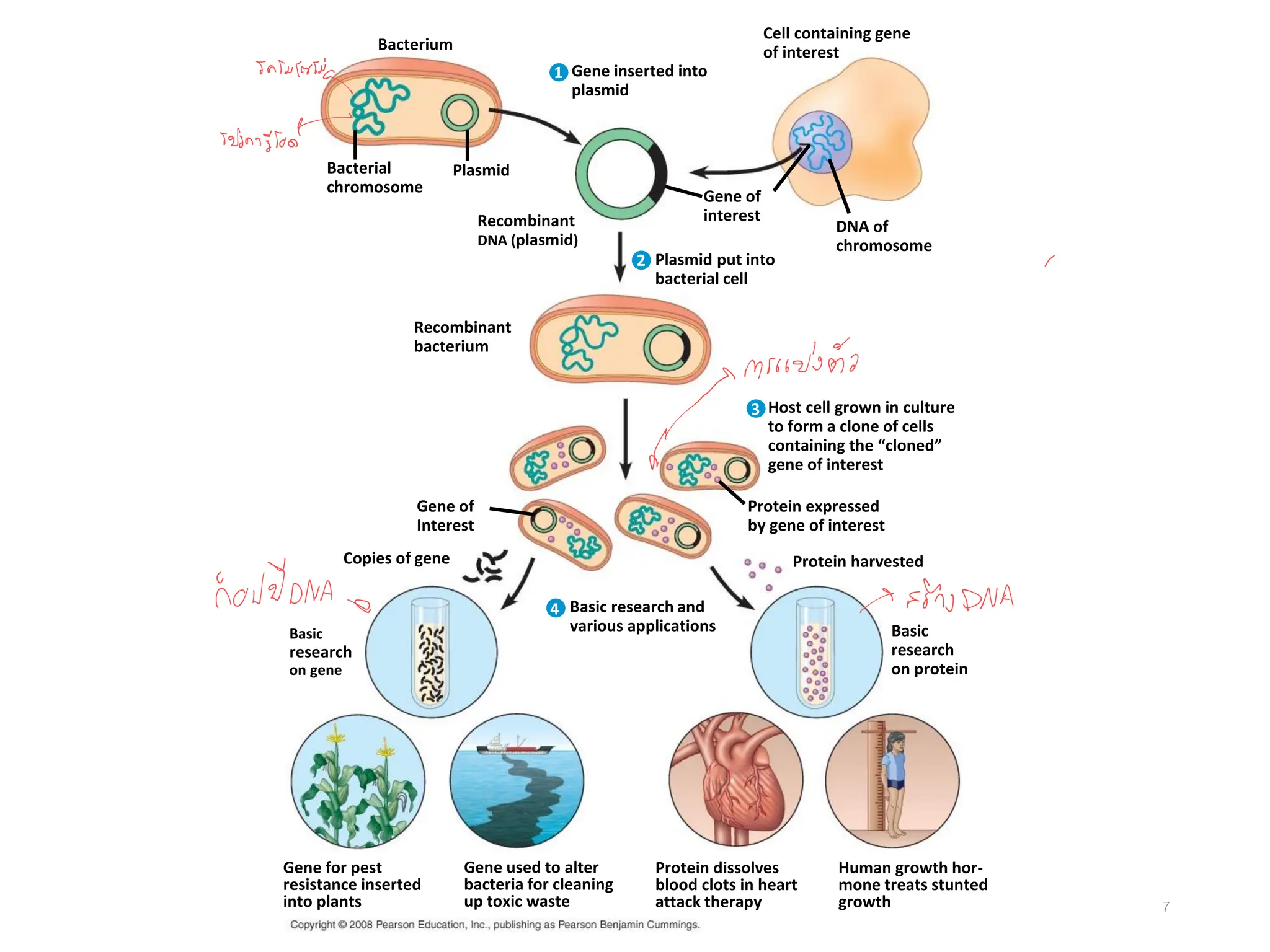7
DNA of
chromosome
Cell containing gene
of interest
Gene inserted into
plasmid
Plasmid put into
bacterial cell
Recombinant
DNA (plasmid)
Recombinant
bacterium
Bacterial
chromosome
Bacterium
Gene of
interest
Host cell grown in culture
to form a clone of cells
containing the “cloned”
gene of interest
Plasmid
Gene of
Interest
Protein expressed
by gene of interest
Basic research and
various applications
Copies of gene Protein harvested
Basic
research
on gene
Basic
research
on protein
Gene for pest
resistance inserted
into plants
Gene used to alter
bacteria for cleaning
up toxic waste
Protein dissolves
blood clots in heart
attack therapy
Human growth hor-
mone treats stunted
growth
2
4
1
3
 