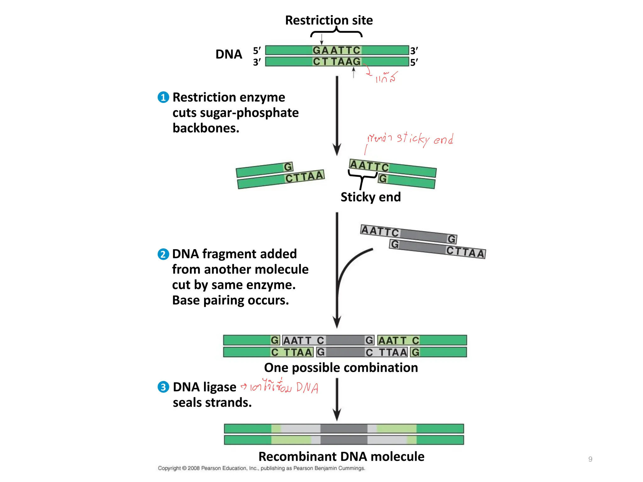 9
Restriction site
DNA
Sticky end
Restriction enzyme
cuts sugar-phosphate
backbones.
5
3
3
5
1
One possible combination
Recombinant DNA molecule
DNA ligase
seals strands.
3
DNA fragment added
from another molecule
cut by same enzyme.
Base pairing occurs.
2
 