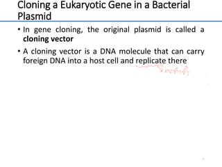 Cloning a Eukaryotic Gene in a Bacterial
Plasmid
• In gene cloning, the original plasmid is called a
cloning vector
• A cloning vector is a DNA molecule that can carry
foreign DNA into a host cell and replicate there
10
 