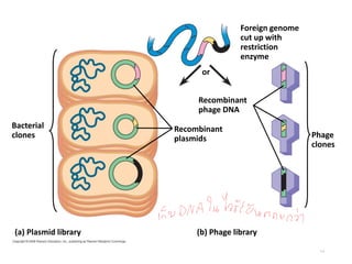 14
Bacterial
clones
Recombinant
plasmids
Recombinant
phage DNA
or
Foreign genome
cut up with
restriction
enzyme
(a) Plasmid library (b) Phage library
Phage
clones
 