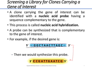 Screening a Library for Clones Carrying a
Gene of Interest
• A clone carrying the gene of interest can be
identified with a nucleic acid probe having a
sequence complementary to the gene.
• This process is called nucleic acid hybridization.
• A probe can be synthesized that is complementary
to the gene of interest.
• For example, if the desired gene is:
– Then we would synthesize this probe.
17
G
5 3
… …
G G
C C C
T T T
A A A
C
3 5
C C
G G G
A A A
T T T
 