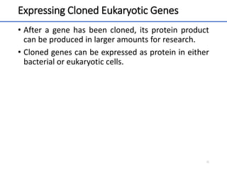 Expressing Cloned Eukaryotic Genes
• After a gene has been cloned, its protein product
can be produced in larger amounts for research.
• Cloned genes can be expressed as protein in either
bacterial or eukaryotic cells.
20
 