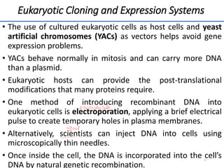 Eukaryotic Cloning and Expression Systems
• The use of cultured eukaryotic cells as host cells and yeast
artificial chromosomes (YACs) as vectors helps avoid gene
expression problems.
• YACs behave normally in mitosis and can carry more DNA
than a plasmid.
• Eukaryotic hosts can provide the post-translational
modifications that many proteins require.
• One method of introducing recombinant DNA into
eukaryotic cells is electroporation, applying a brief electrical
pulse to create temporary holes in plasma membranes.
• Alternatively, scientists can inject DNA into cells using
microscopically thin needles.
• Once inside the cell, the DNA is incorporated into the cell’s
DNA by natural genetic recombination.
22
 