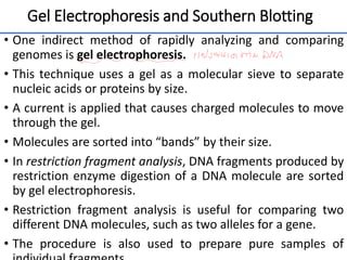 Gel Electrophoresis and Southern Blotting
• One indirect method of rapidly analyzing and comparing
genomes is gel electrophoresis.
• This technique uses a gel as a molecular sieve to separate
nucleic acids or proteins by size.
• A current is applied that causes charged molecules to move
through the gel.
• Molecules are sorted into “bands” by their size.
• In restriction fragment analysis, DNA fragments produced by
restriction enzyme digestion of a DNA molecule are sorted
by gel electrophoresis.
• Restriction fragment analysis is useful for comparing two
different DNA molecules, such as two alleles for a gene.
• The procedure is also used to prepare pure samples of
26
 