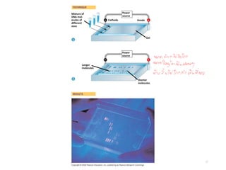 27
Mixture of
DNA mol-
ecules of
different
sizes
Power
source
Power
source
Longer
molecules
Shorter
molecules
Gel
Anode
Cathode
TECHNIQUE
RESULTS
1
2
+
+
–
–
 