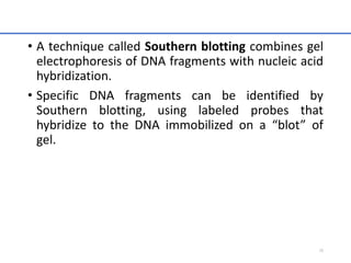 • A technique called Southern blotting combines gel
electrophoresis of DNA fragments with nucleic acid
hybridization.
• Specific DNA fragments can be identified by
Southern blotting, using labeled probes that
hybridize to the DNA immobilized on a “blot” of
gel.
29
 