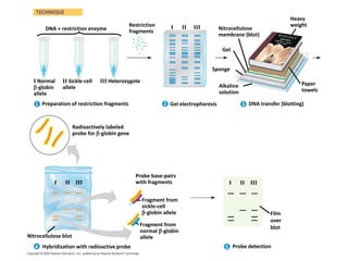 30
TECHNIQUE
Nitrocellulose
membrane (blot)
Restriction
fragments
Alkaline
solution
DNA transfer (blotting)
Sponge
Gel
Heavy
weight
Paper
towels
Preparation of restriction fragments Gel electrophoresis
I II III
I II III
I II III
Radioactively labeled
probe for -globin gene
DNA + restriction enzyme
III Heterozygote
II Sickle-cell
allele
I Normal
-globin
allele
Film
over
blot
Probe detection
Hybridization with radioactive probe
Fragment from
sickle-cell
-globin allele
Fragment from
normal -globin
allele
Probe base-pairs
with fragments
Nitrocellulose blot
1
4 5
3
2
 