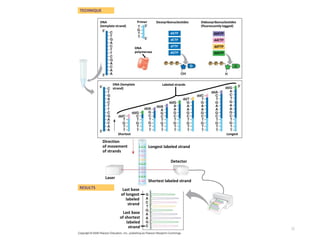 32
DNA
(template strand)
TECHNIQUE
RESULTS
DNA (template
strand)
DNA
polymerase
Primer Deoxyribonucleotides
Shortest
Dideoxyribonucleotides
(fluorescently tagged)
Labeled strands
Longest
Shortest labeled strand
Longest labeled strand
Laser
Direction
of movement
of strands
Detector
Last base
of longest
labeled
strand
Last base
of shortest
labeled
strand
dATP
dCTP
dTTP
dGTP
ddATP
ddCTP
ddTTP
ddGTP
 
