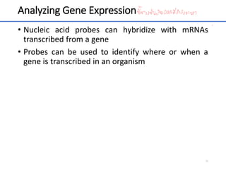 Analyzing Gene Expression
• Nucleic acid probes can hybridize with mRNAs
transcribed from a gene
• Probes can be used to identify where or when a
gene is transcribed in an organism
33
 