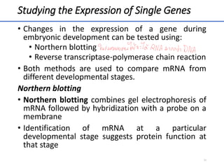 Studying the Expression of Single Genes
• Changes in the expression of a gene during
embryonic development can be tested using:
• Northern blotting
• Reverse transcriptase-polymerase chain reaction
• Both methods are used to compare mRNA from
different developmental stages.
Northern blotting
• Northern blotting combines gel electrophoresis of
mRNA followed by hybridization with a probe on a
membrane
• Identification of mRNA at a particular
developmental stage suggests protein function at
that stage
34
 