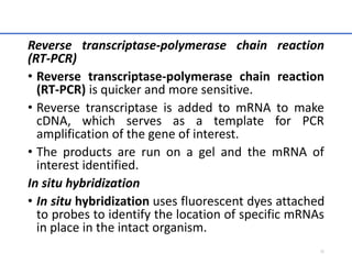 Reverse transcriptase-polymerase chain reaction
(RT-PCR)
• Reverse transcriptase-polymerase chain reaction
(RT-PCR) is quicker and more sensitive.
• Reverse transcriptase is added to mRNA to make
cDNA, which serves as a template for PCR
amplification of the gene of interest.
• The products are run on a gel and the mRNA of
interest identified.
In situ hybridization
• In situ hybridization uses fluorescent dyes attached
to probes to identify the location of specific mRNAs
in place in the intact organism.
35
 