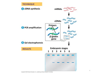 36
TECHNIQUE
RESULTS
Gel electrophoresis
cDNAs
-globin
gene
PCR amplification
Embryonic stages
Primers
1 2 3 4 5 6
mRNAs
cDNA synthesis
1
2
3
 