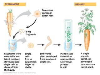 43
EXPERIMENT
Transverse
section of
carrot root
2-mg
fragments
Fragments were
cultured in nu-
trient medium;
stirring caused
single cells to
shear off into
the liquid.
Single
cells
free in
suspension
began to
divide.
Embryonic
plant developed
from a cultured
single cell.
Plantlet was
cultured on
agar medium.
Later it was
planted
in soil.
A single
somatic
carrot cell
developed
into a mature
carrot plant.
RESULTS
 