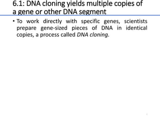 6.1: DNA cloning yields multiple copies of
a gene or other DNA segment
• To work directly with specific genes, scientists
prepare gene-sized pieces of DNA in identical
copies, a process called DNA cloning.
5
 
