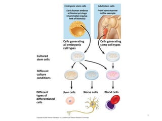 50
Cultured
stem cells
Early human embryo
at blastocyst stage
(mammalian equiva-
lent of blastula)
Different
culture
conditions
Different
types of
differentiated
cells
Blood cells
Nerve cells
Liver cells
Cells generating
all embryonic
cell types
Adult stem cells
Cells generating
some cell types
Embryonic stem cells
From bone marrow
in this example
 