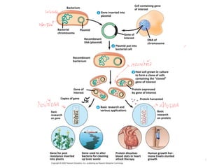 7
DNA of
chromosome
Cell containing gene
of interest
Gene inserted into
plasmid
Plasmid put into
bacterial cell
Recombinant
DNA (plasmid)
Recombinant
bacterium
Bacterial
chromosome
Bacterium
Gene of
interest
Host cell grown in culture
to form a clone of cells
containing the “cloned”
gene of interest
Plasmid
Gene of
Interest
Protein expressed
by gene of interest
Basic research and
various applications
Copies of gene Protein harvested
Basic
research
on gene
Basic
research
on protein
Gene for pest
resistance inserted
into plants
Gene used to alter
bacteria for cleaning
up toxic waste
Protein dissolves
blood clots in heart
attack therapy
Human growth hor-
mone treats stunted
growth
2
4
1
3
 