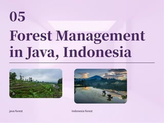 Forest Management
in Java, Indonesia
java forest Indonesia forest
 