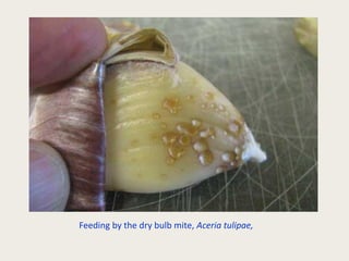 Onions And Garlic Pests And Managements PDF Onions And Garlic Pests And Managements PDF