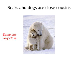 Bears and dogs are close cousins Some are very close 