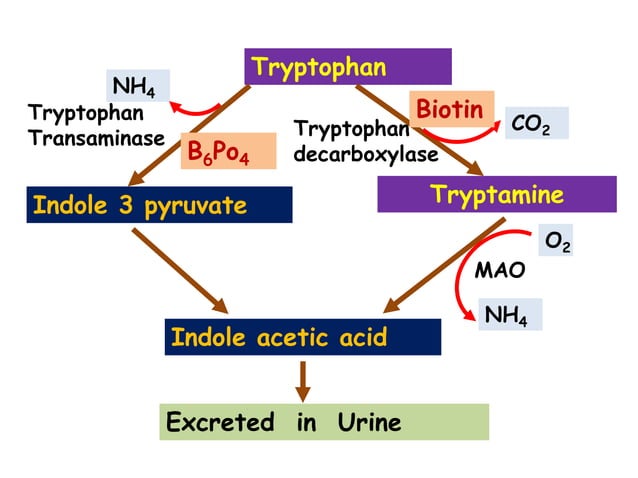 Metabolism of tryptophan | PPTX | Endocrine and Metabolic Diseases ...