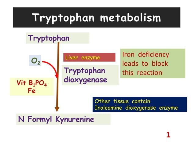 Metabolism of tryptophan | PPTX | Endocrine and Metabolic Diseases ...