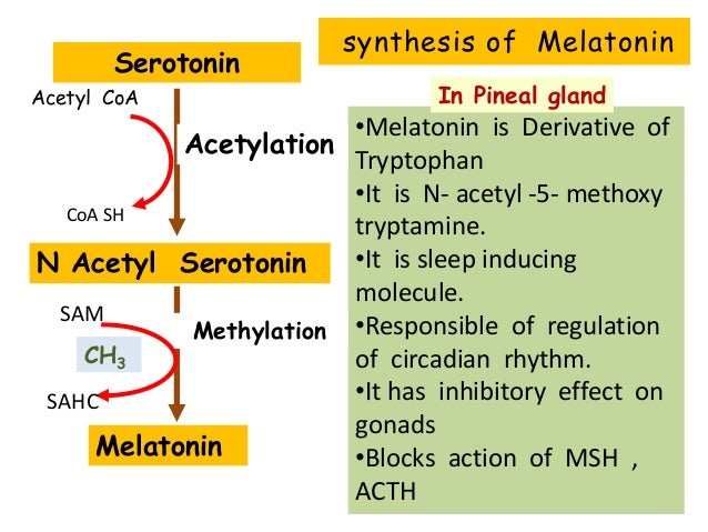Metabolism of tryptophan