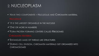 •
NUCLEOLUS
CHROMATIN MATERIAL
