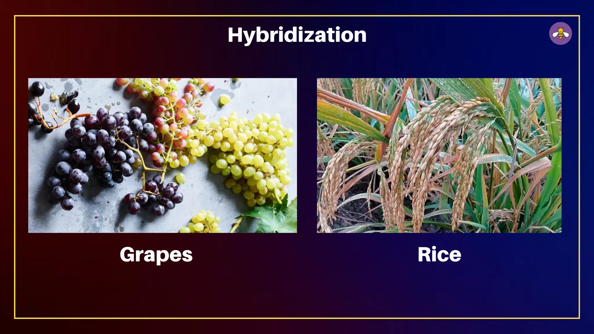 Hybridization
Grapes Rice
 