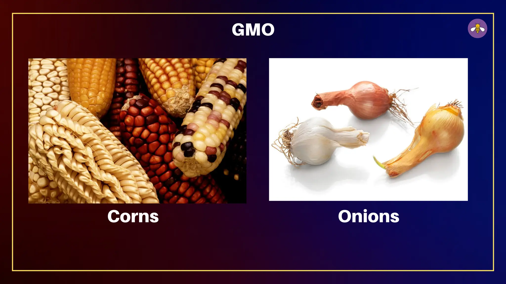GMO
Corns Onions
 
