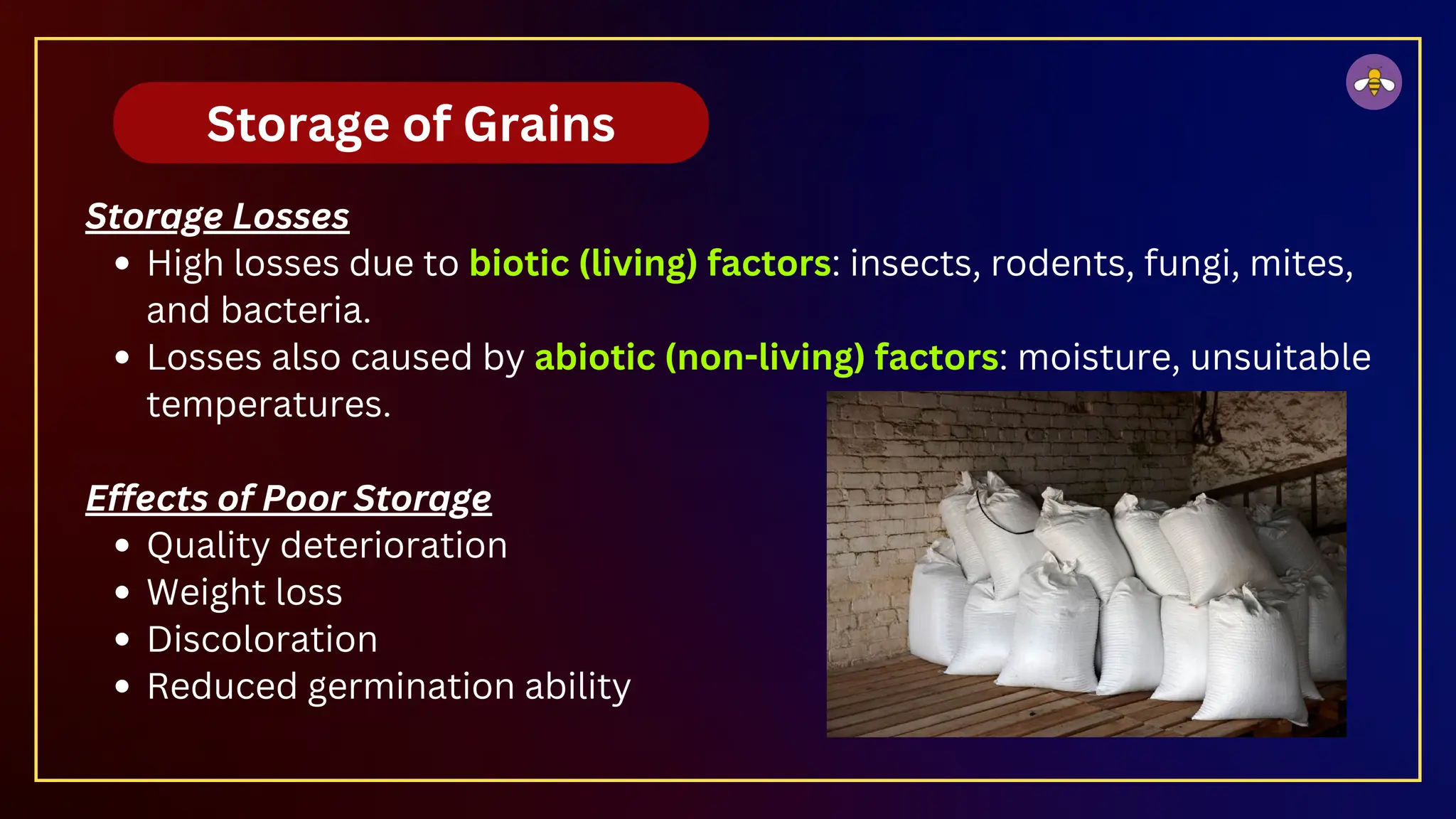 Storage Losses
High losses due to biotic (living) factors: insects, rodents, fungi, mites,
and bacteria.
Losses also caused by abiotic (non-living) factors: moisture, unsuitable
temperatures.
Effects of Poor Storage
Quality deterioration
Weight loss
Discoloration
Reduced germination ability
Storage of Grains
 