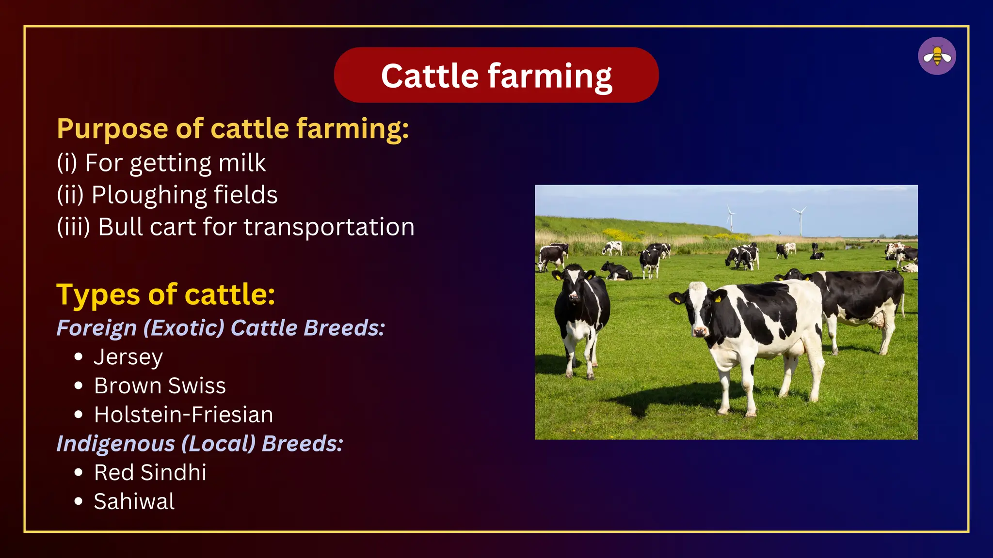 Cattle farming
Purpose of cattle farming:
(i) For getting milk
(ii) Ploughing fields
(iii) Bull cart for transportation
Types of cattle:
Foreign (Exotic) Cattle Breeds:
Jersey
Brown Swiss
Holstein-Friesian
Indigenous (Local) Breeds:
Red Sindhi
Sahiwal
 