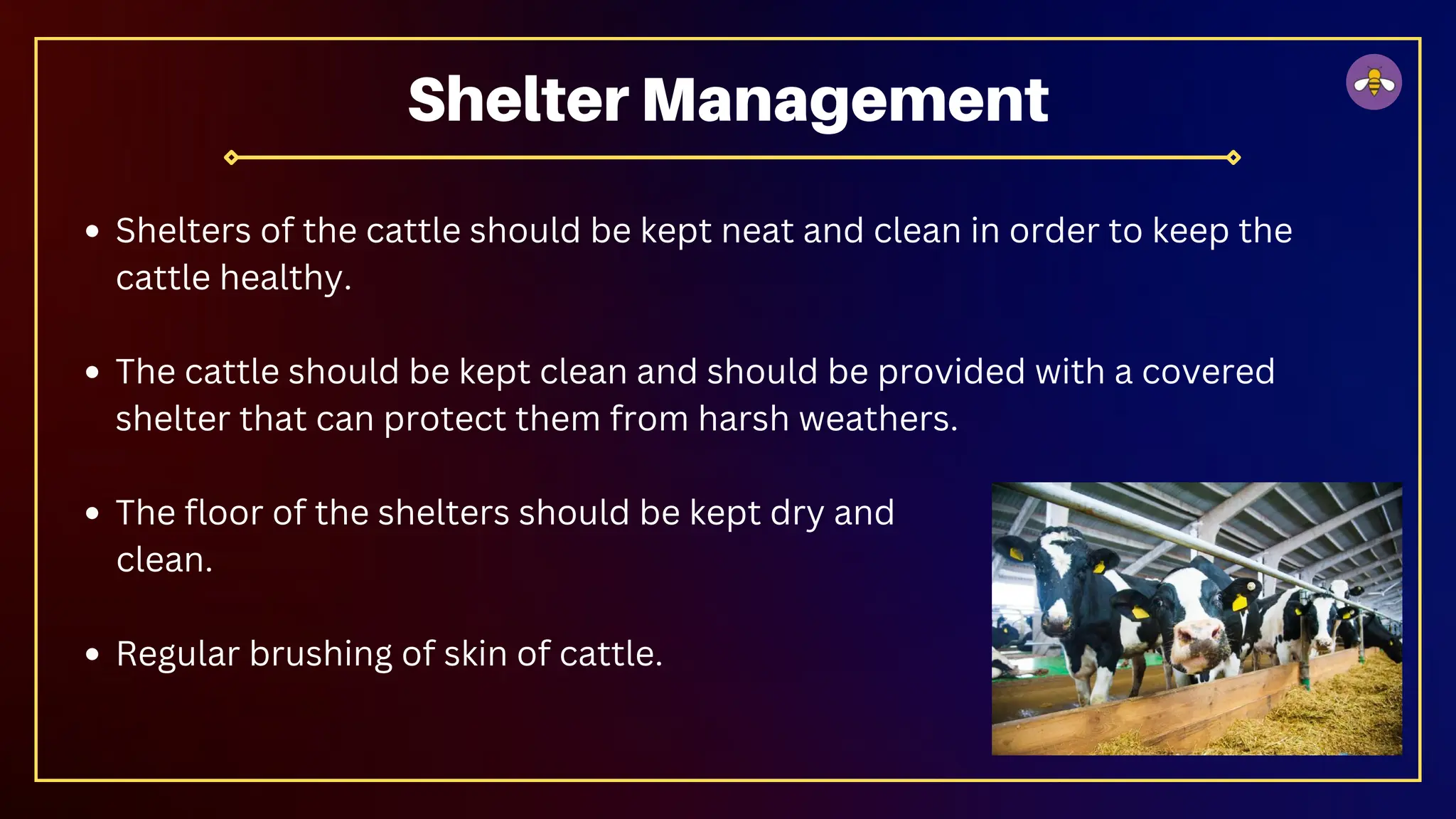 Shelters of the cattle should be kept neat and clean in order to keep the
cattle healthy.
The cattle should be kept clean and should be provided with a covered
shelter that can protect them from harsh weathers.
The floor of the shelters should be kept dry and
clean.
Regular brushing of skin of cattle.
Shelter Management
 
