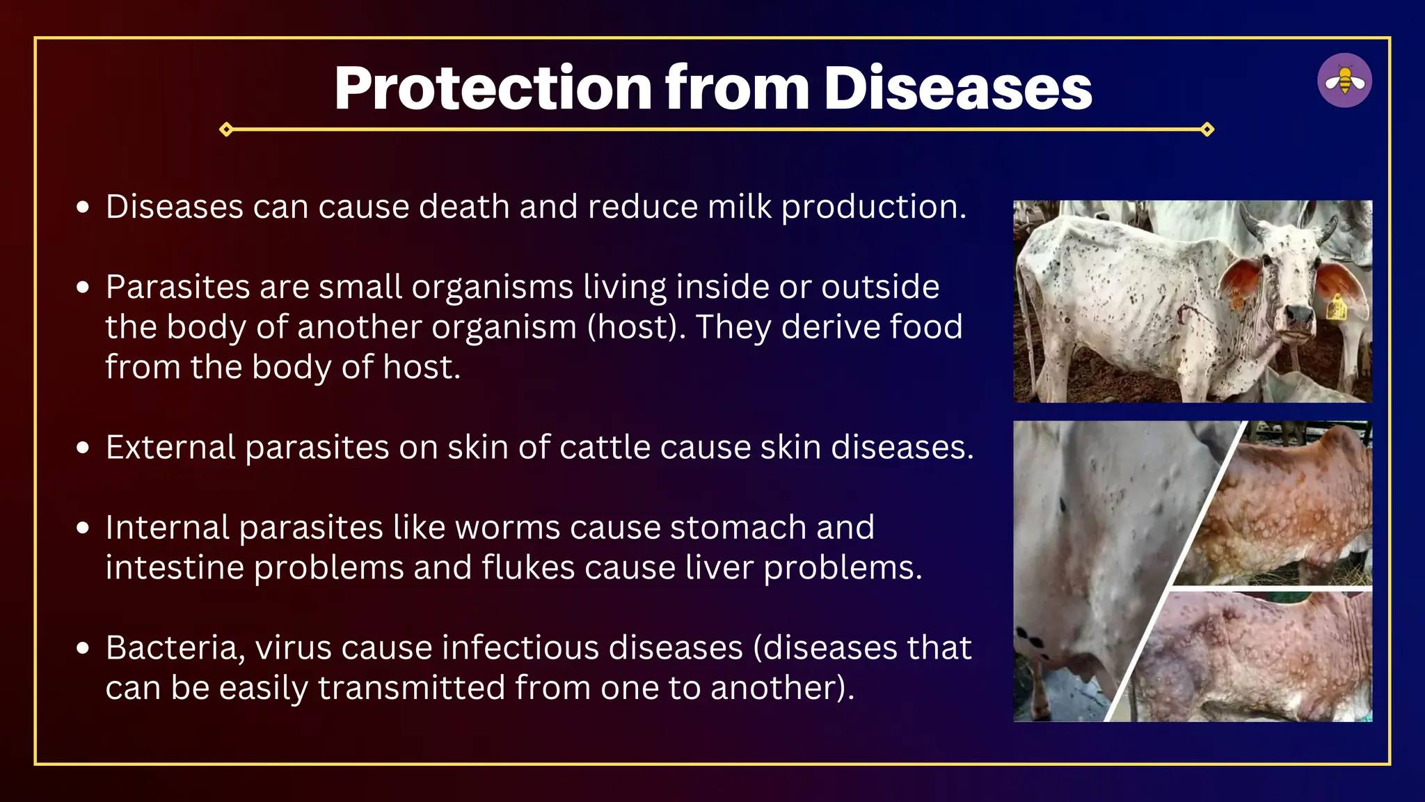 Diseases can cause death and reduce milk production.
Parasites are small organisms living inside or outside
the body of another organism (host). They derive food
from the body of host.
External parasites on skin of cattle cause skin diseases.
Internal parasites like worms cause stomach and
intestine problems and flukes cause liver problems.
Bacteria, virus cause infectious diseases (diseases that
can be easily transmitted from one to another).
Protection from Diseases
 