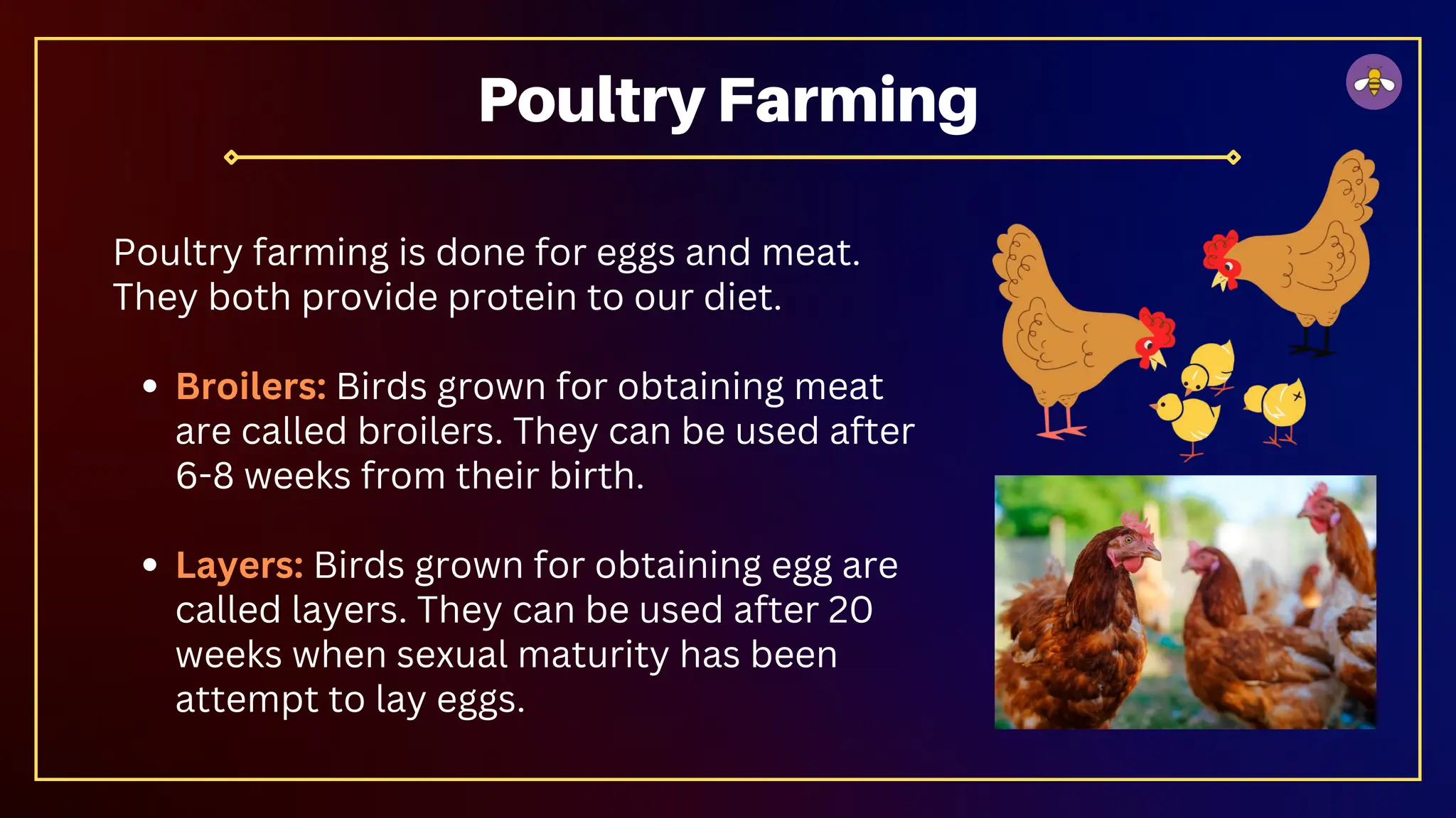 Poultry farming is done for eggs and meat.
They both provide protein to our diet.
Broilers: Birds grown for obtaining meat
are called broilers. They can be used after
6-8 weeks from their birth.
Layers: Birds grown for obtaining egg are
called layers. They can be used after 20
weeks when sexual maturity has been
attempt to lay eggs.
Poultry Farming
 