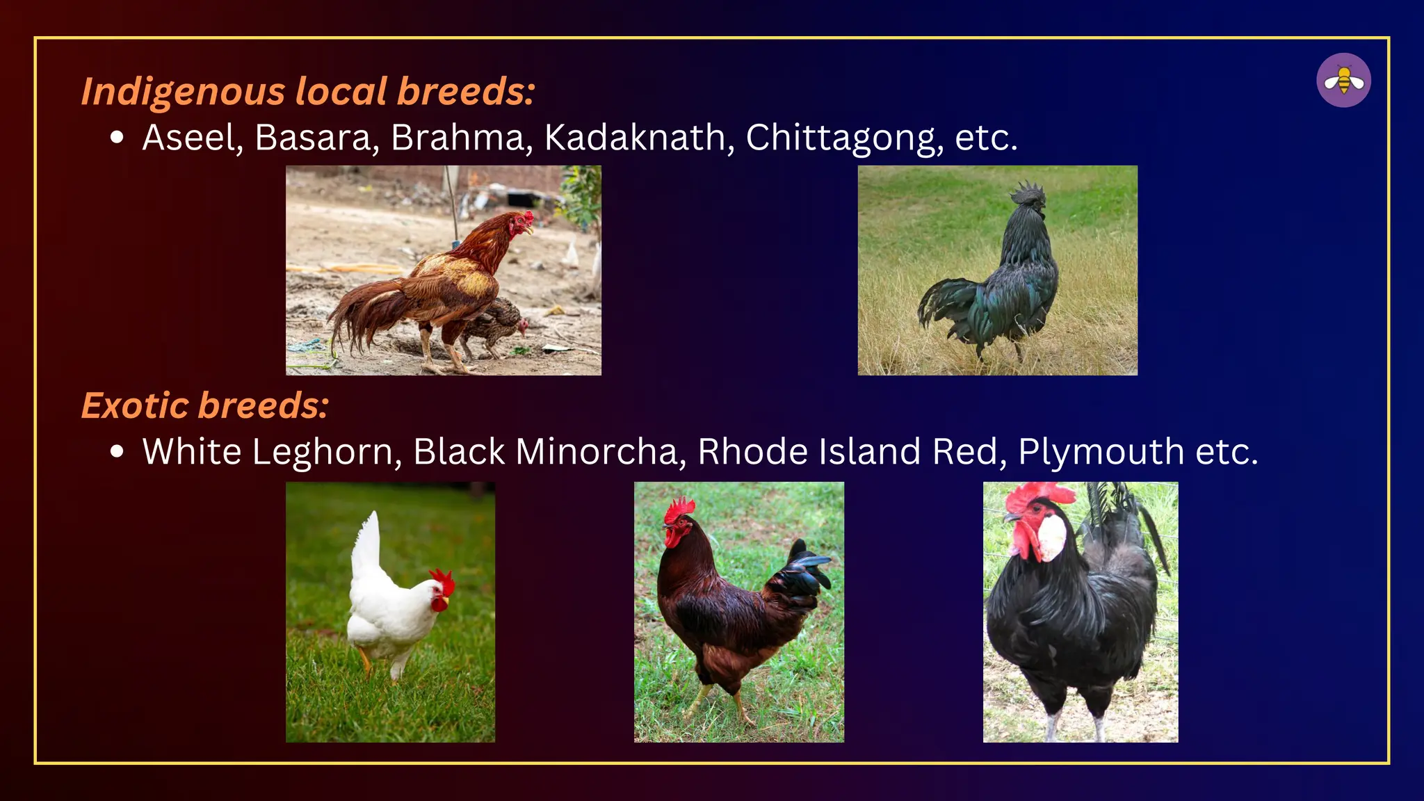 Indigenous local breeds:
Aseel, Basara, Brahma, Kadaknath, Chittagong, etc.
Exotic breeds:
White Leghorn, Black Minorcha, Rhode Island Red, Plymouth etc.
 