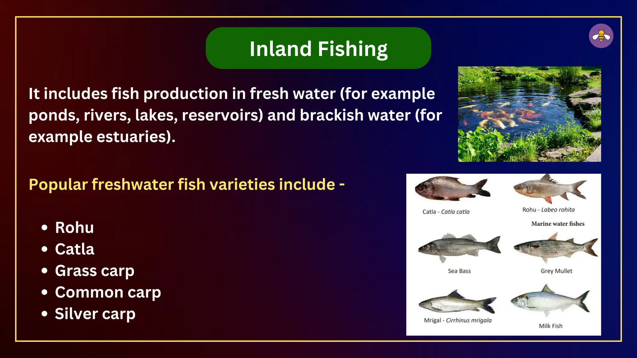 Inland Fishing
It includes fish production in fresh water (for example
ponds, rivers, lakes, reservoirs) and brackish water (for
example estuaries).
Popular freshwater fish varieties include -
Rohu
Catla
Grass carp
Common carp
Silver carp
 