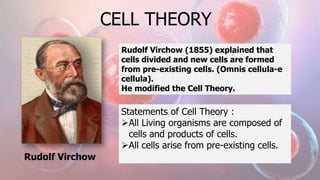 CELL THEORY
Rudolf Virchow
Rudolf Virchow (1855) explained that
cells divided and new cells are formed
from pre-existing cells. (Omnis cellula-e
cellula).
He modified the Cell Theory.
Statements of Cell Theory :
All Living organisms are composed of
cells and products of cells.
All cells arise from pre-existing cells.
 